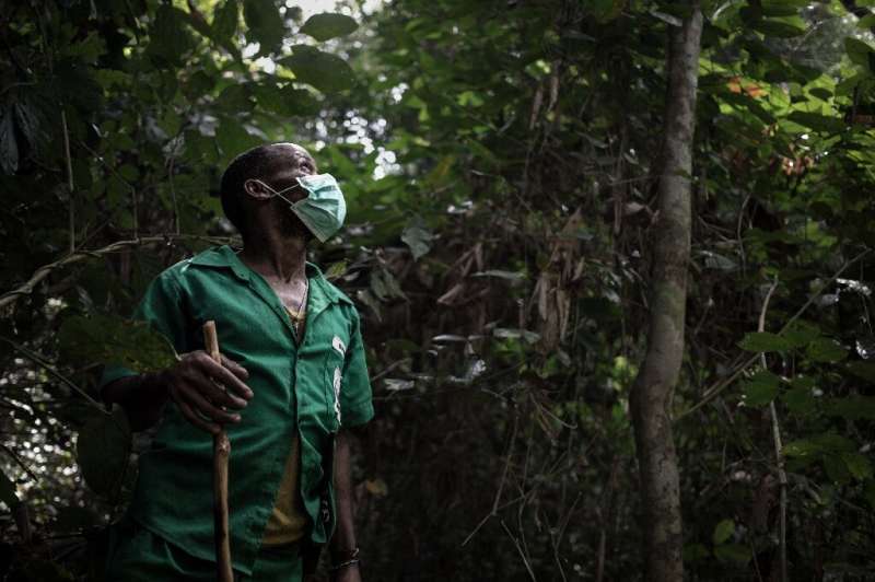 Protector: A ranger dons a facemask to help him follow the tracks of a gorilla, a famously elusive species