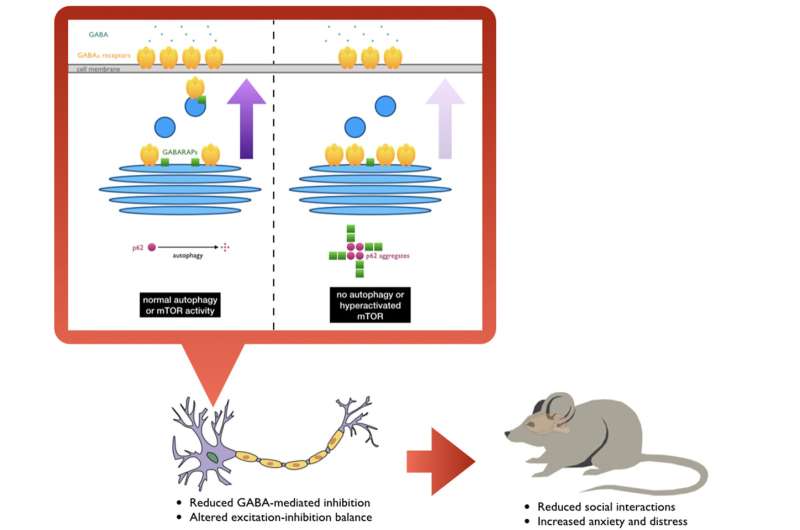 Protein pileup affects social behaviors through altered brain signaling