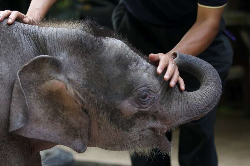 Pygmy elephants, such as this one seen in a 2013 file photo, are sometimes killed by poachers as ivory fetches a high price on t