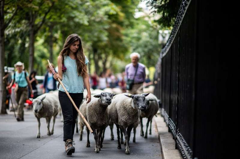 &quot;The most important thing is to show that it's possible to have sheep in the city,&quot; said Julie-Lou Dubreuilh, co-found