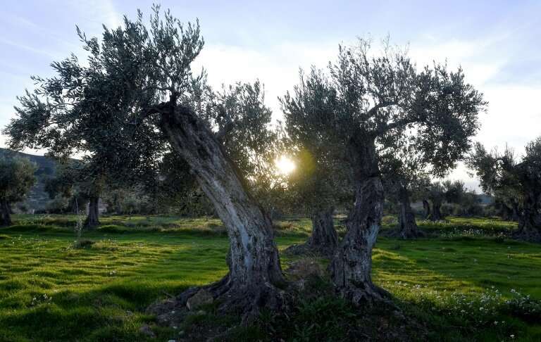 &quot;These olive trees have given a great deal to past generations,&quot; Plana says