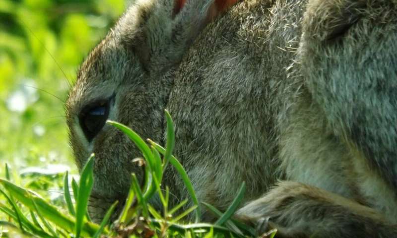 Rabbits like to eat plants with lots of DNA