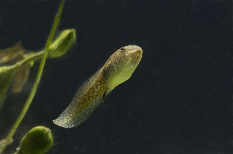 Radioactive tadpoles reveal contamination clues