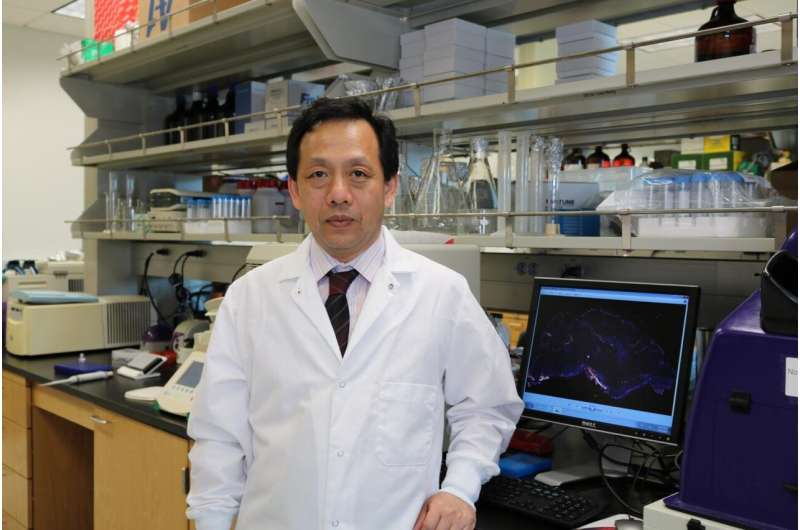 Raising eyebrows on neuroinflammation: Study finds novel role for 'skin plumping' molecule