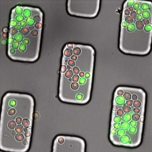 Ramping up to divide: An unstable protein is the master switch for cell division