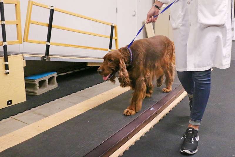 Ramp walking helps diagnose lameness in dogs