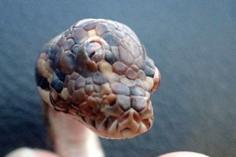 Rangers dubbed the unusual serpent &quot;Monty Python&quot; after finding it on a highway in late March