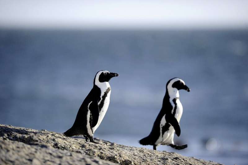 Rangers have been rescuing African penguins, like those seen here, in the shallow waters off the South African coast