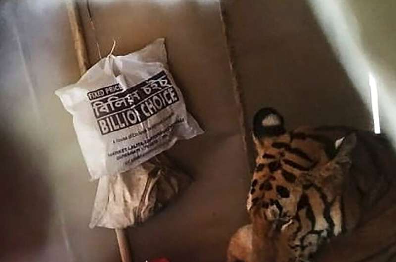 Rangers kept a close eye on a tiger that sought shelter from the monsoon rains in a village shophouse