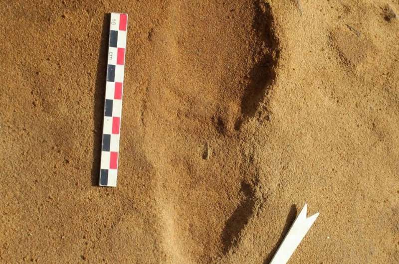 Rapidly-preserved footprints offer an advantage over archeologiocal or fossilized bone remains in estimating group sizes because