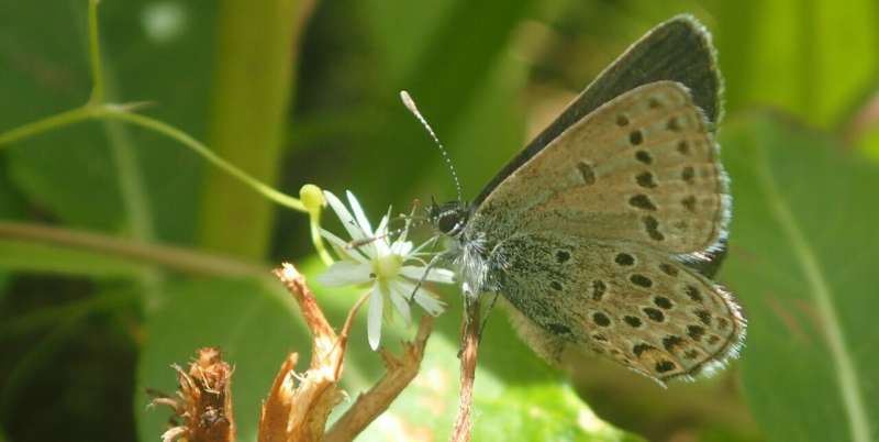 Rare butterfly species more abundant in older, wider seismic lines