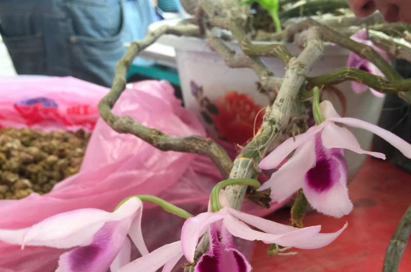 Rare, endangered orchids slip across porous southern Chinese border