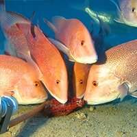 Rare pictures uncover diverse marine life at Ningaloo Reef