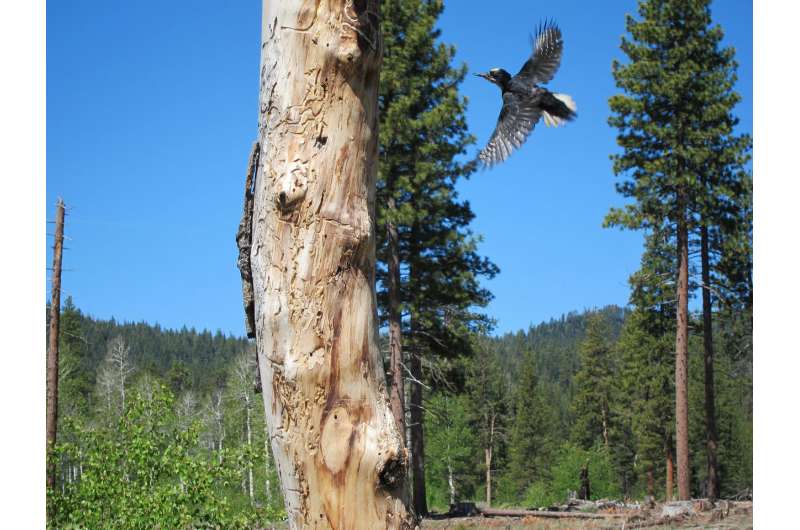 Recent drought may provide a glimpse of the future for birds in the Sierra Nevada