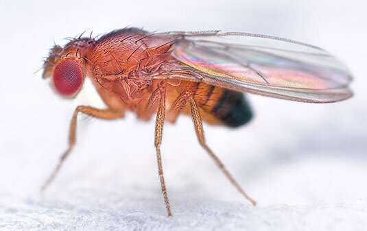 Recipe for making a fruitfly
