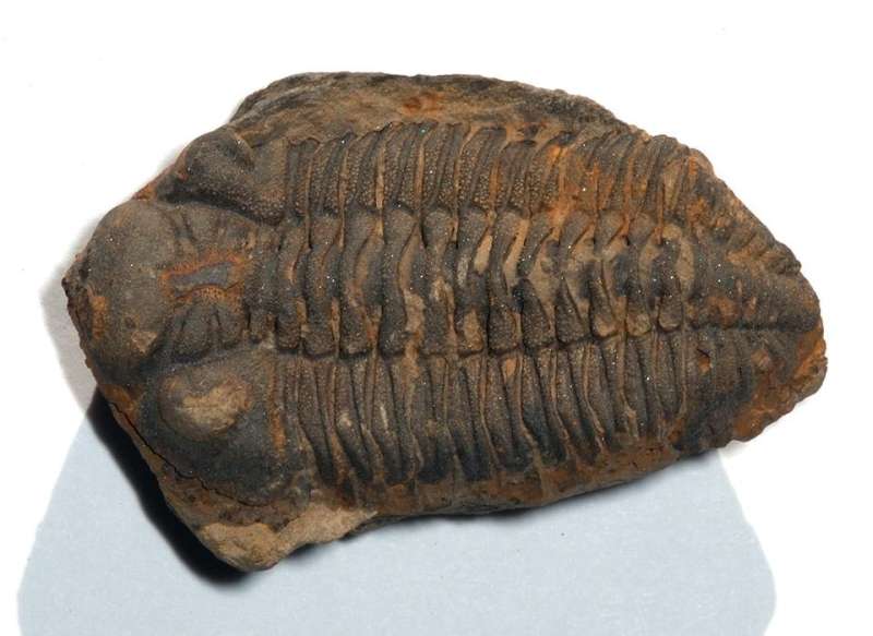 Reconstruction of trilobite ancestral range in the southern hemisphere