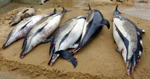 Record 1,100 dolphins wash up on French shores this year