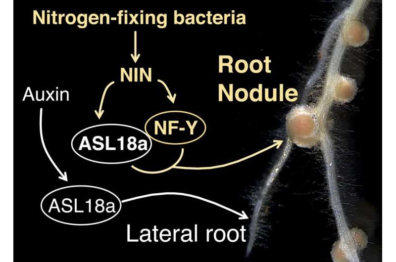 Recrutement of a lateral root developmental pathway into root nodule formation of legumes