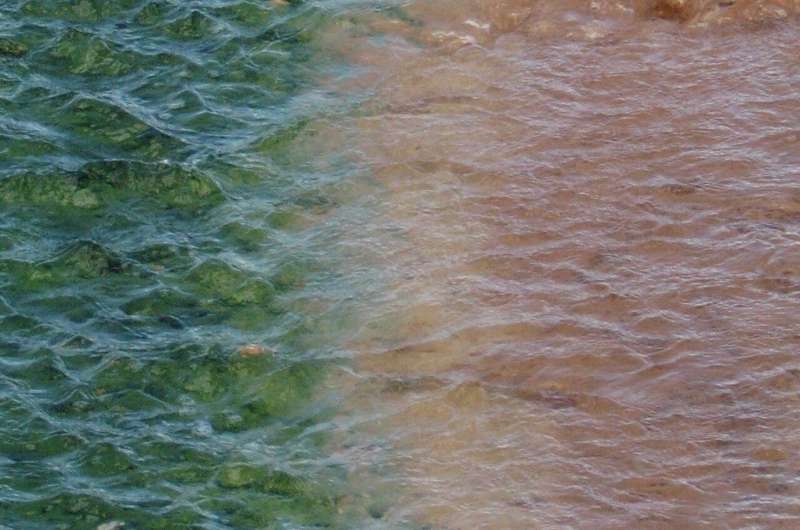 Red algae steal genes from bacteria to cope with environmental stresses