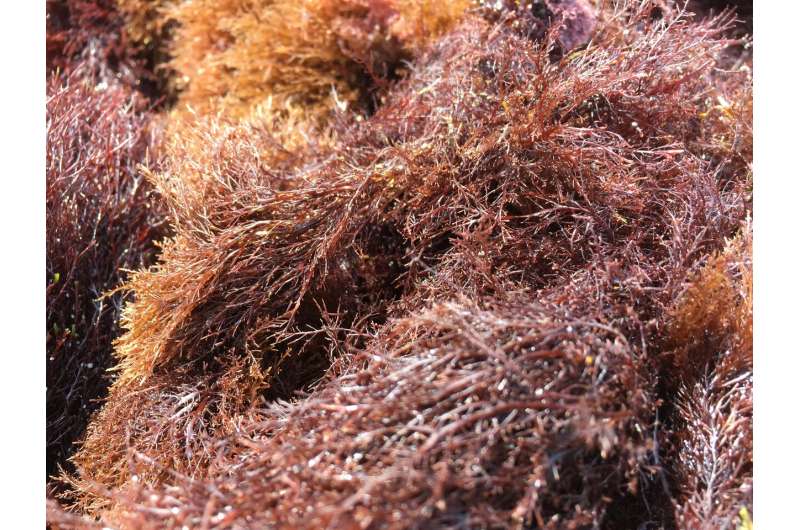 Red algae thrive despite ancestor's massive loss of genes