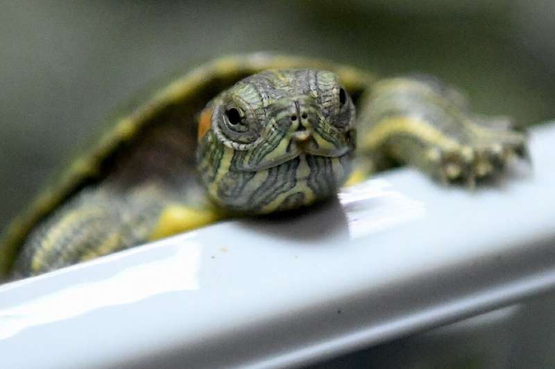 Red-eared terrapins, also known as red-eared sliders, are popular pets