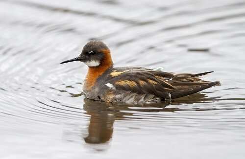 Red-neck phalarope: a migratory divide towards the Pacific Ocean and the Arabian Sea