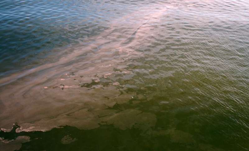 Red tide rolling: Harmful algae found to flourish in both high-, low-CO2 environments