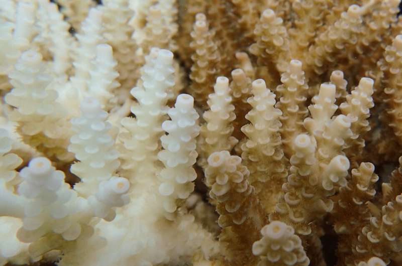 Reduced salinity of seawater wreaks havoc on coral chemistry