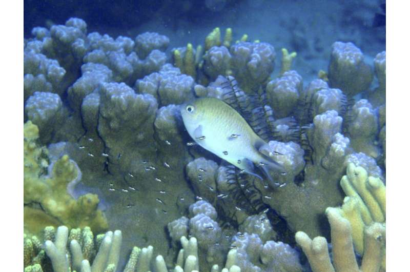 Reef fish caring for their young are taken advantage of by other fish