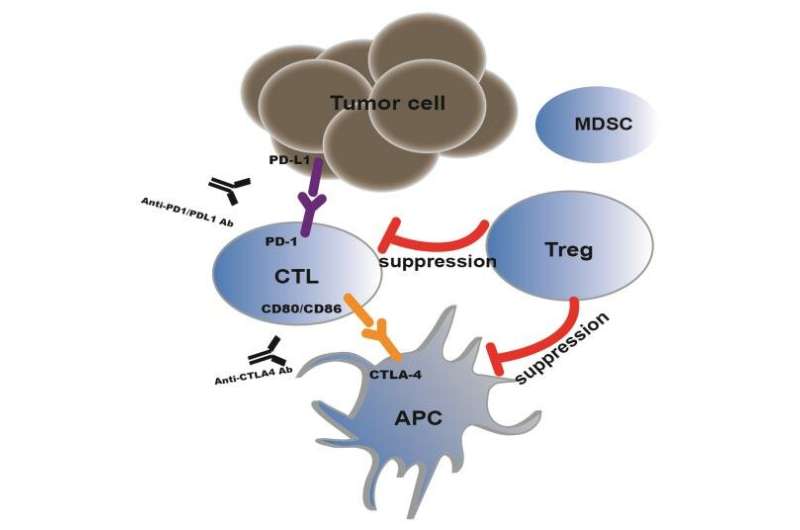 Regulation and potential drug targets of tumor-associated Tregs
