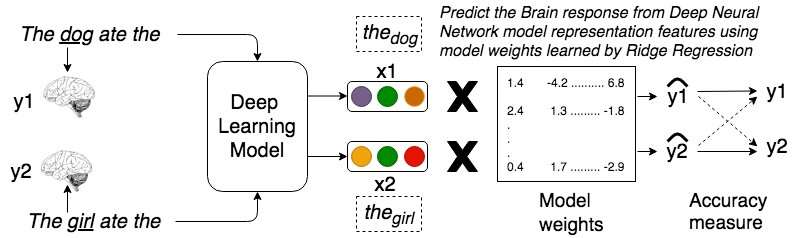 **Relating sentence representations in deep neural networks with those encoded by the brain
