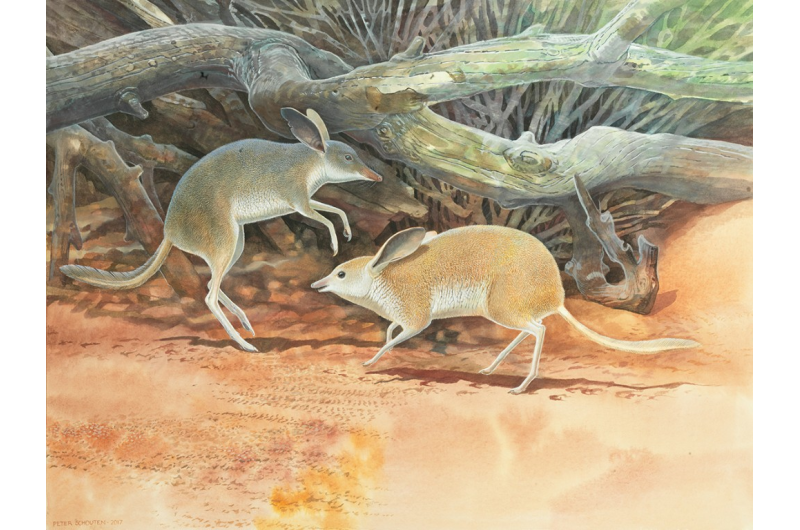 Researchers discover new species of extinct Australian mammal