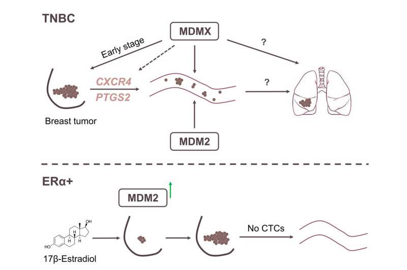 Researchers link overexpression of MDMX protein to metastasis of 3X negative breast cancer