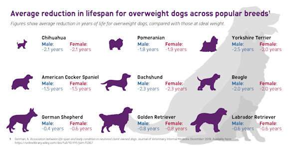Research reveals overweight dogs may live shorter lives