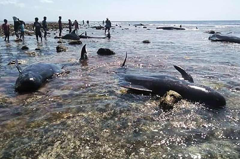 Residents managed to save ten whales, all roughly three to four metres long,  stranded on an eastern Indonesian beach