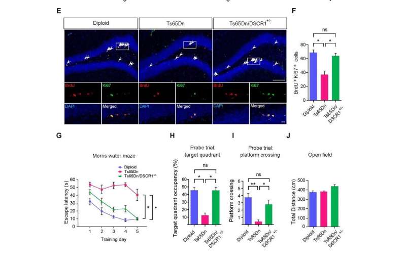 **Restoring a gene altered in Down syndrome rescues adult neurogenesis and learning and memory defects in mice