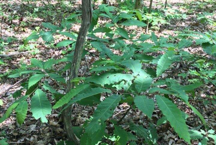 Restoring the American chestnut by researching its genome