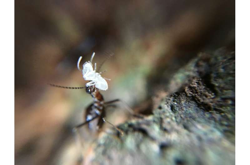 Revealed: Termites mitigate effects of drought in tropical rainforests