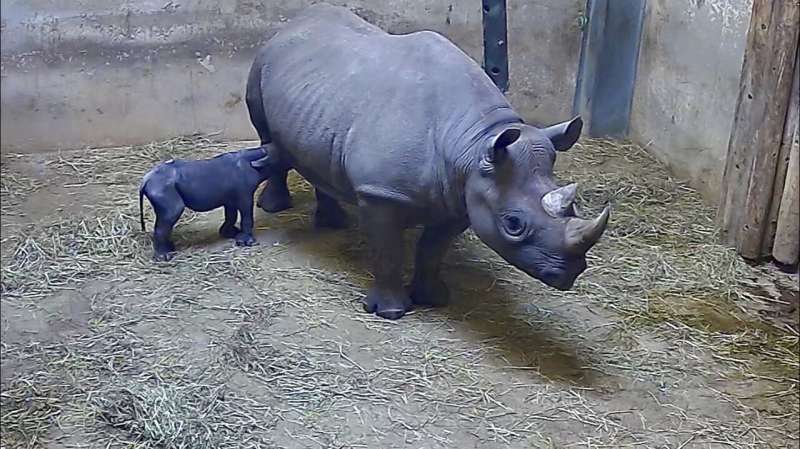 Rhinoceros at Chicago's Lincoln Park Zoo gives birth to calf