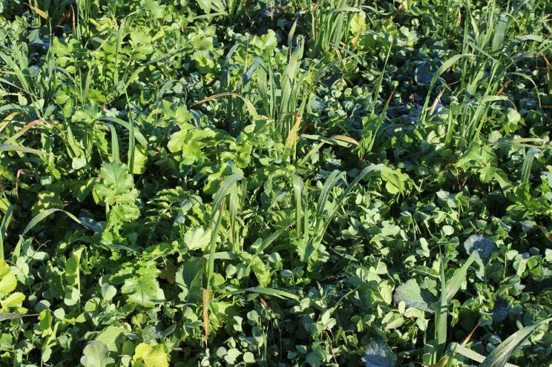 'Right' cover-crop mix good for both Chesapeake and bottom lines