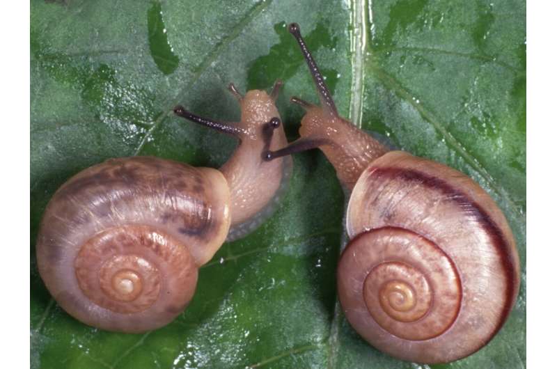 Right- or left-handed? Gene expression tells the story of snail evolution
