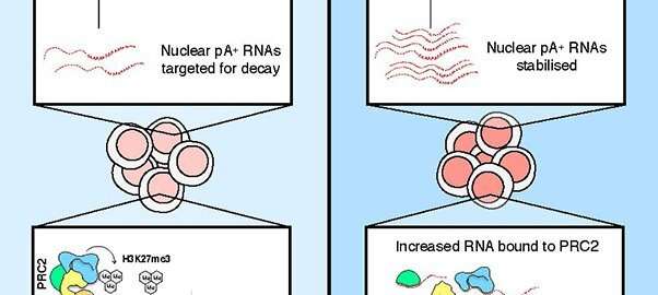 RNA regulation is crucial for embryonic stem cell differentiation