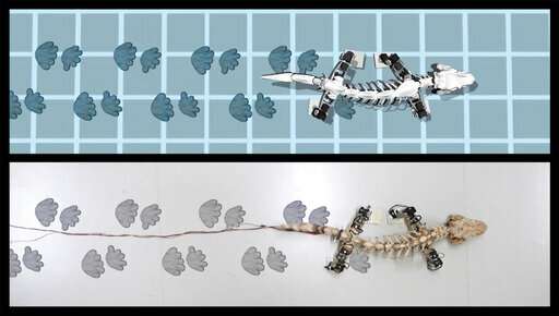 Robot recreates the walk of a 290-million-year-old creature