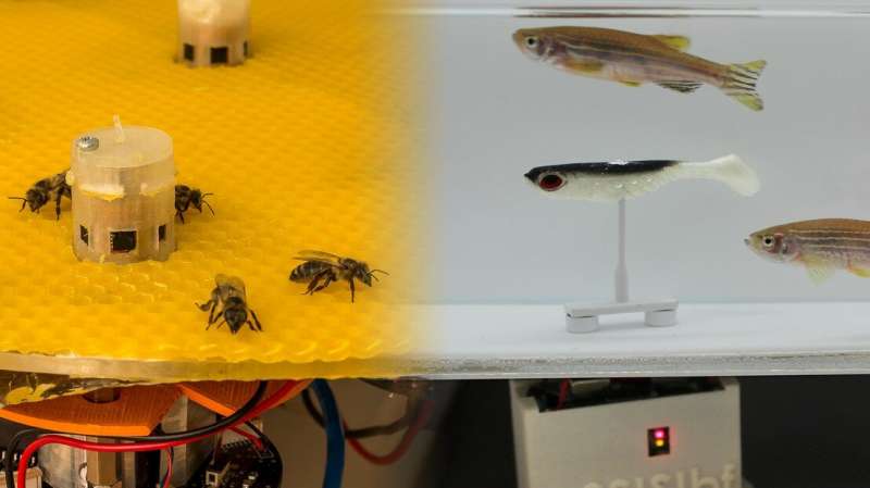 Robots enable bees and fish to talk to each other