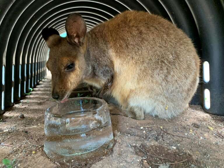 Rock wallabies have been given ice to lick at the zoo