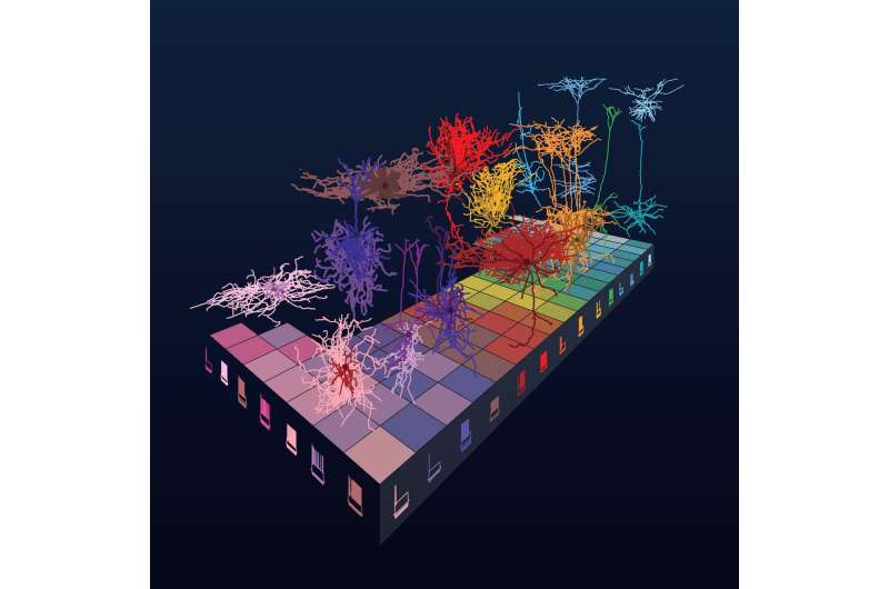 Rules of brain architecture revealed in large study of neuron shape &amp; electrophysiology