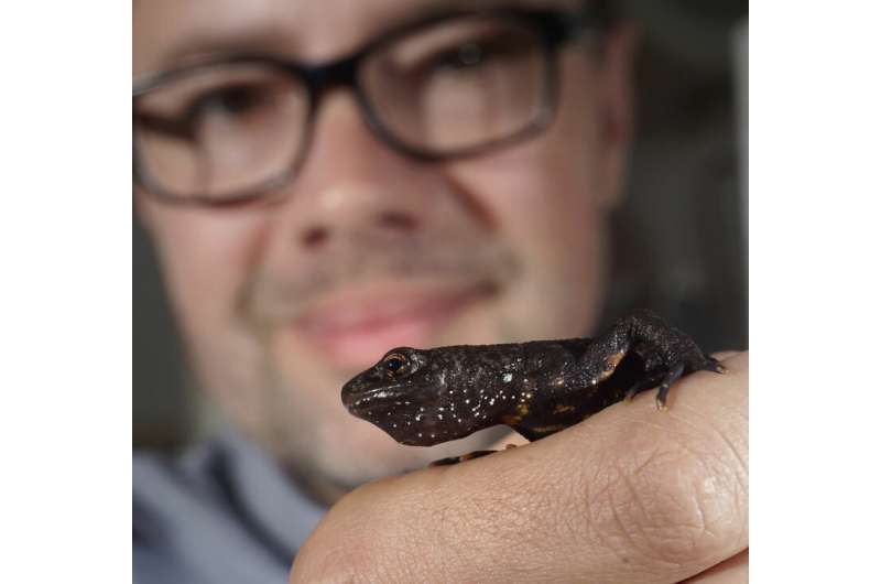 Salamanders chew with their palate