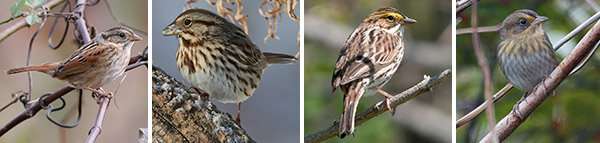 Salt regulation among saltmarsh sparrows evolved in 4 unique ways