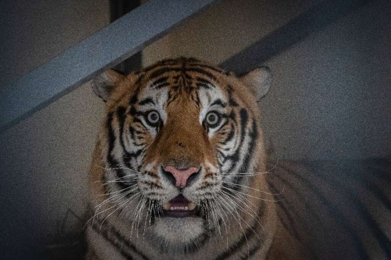 Samson, a male tiger, narrowly survived a gruelling journey across Europe