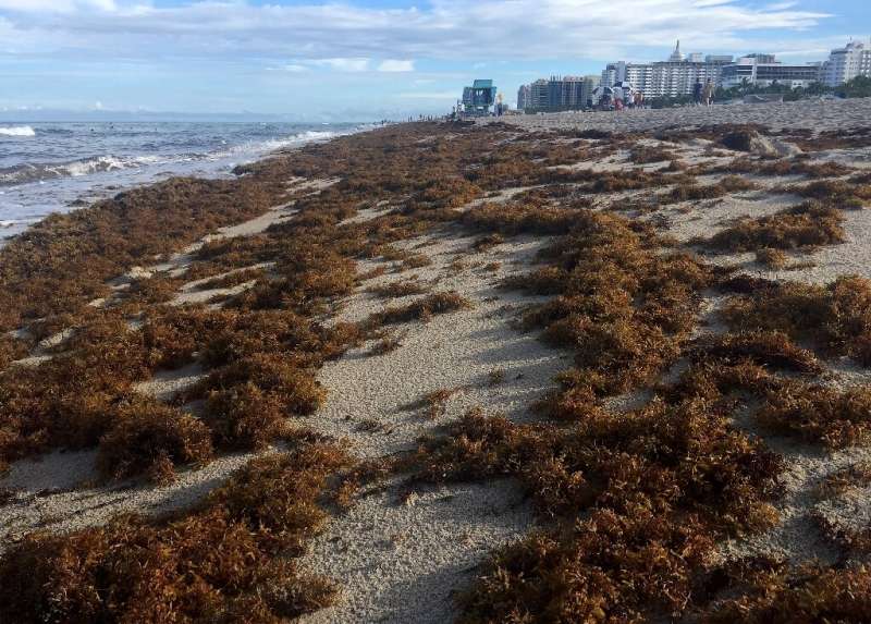 Sargassum seaweed covers the shore of Miami Beach, Florida
